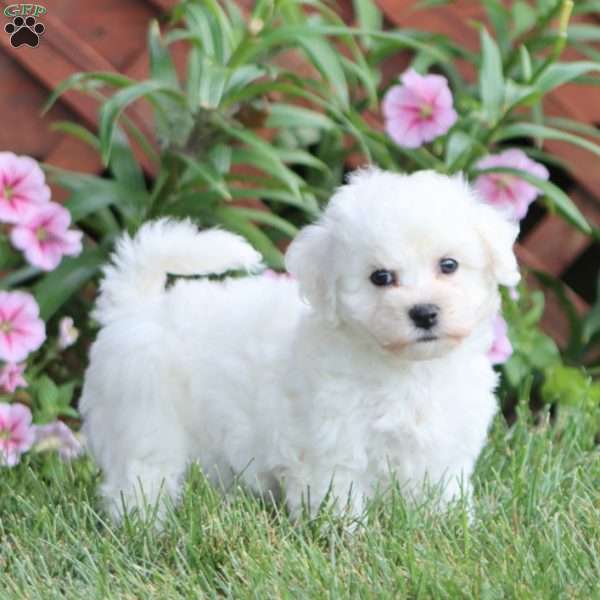 Rayna, Bichon Frise Puppy