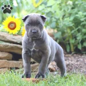 Rayna, Cane Corso Puppy