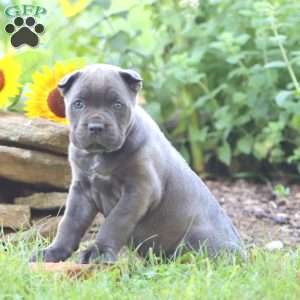 Rayna, Cane Corso Puppy