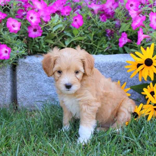 Rayne, Mini Goldendoodle Puppy