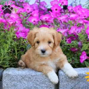 Rayne, Mini Goldendoodle Puppy