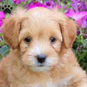 Rayne, Mini Goldendoodle Puppy