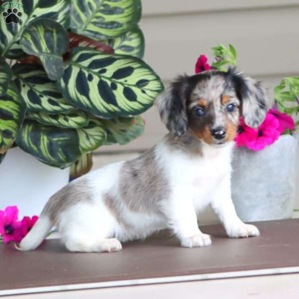 Reba, Dachshund Puppy