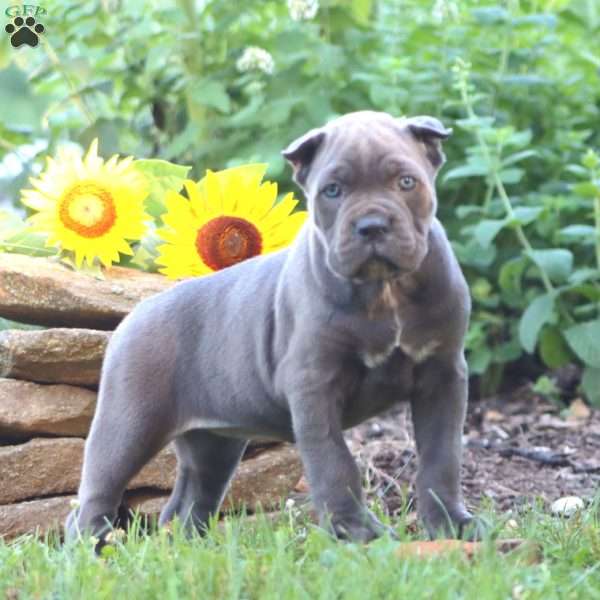 Reba, Cane Corso Puppy