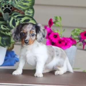 Reba, Dachshund Puppy