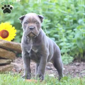 Reba, Cane Corso Puppy