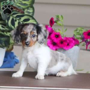 Reba, Dachshund Puppy