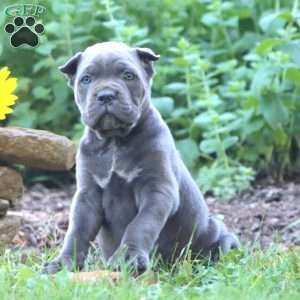 Reba, Cane Corso Puppy