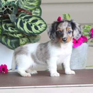 Reba, Dachshund Puppy