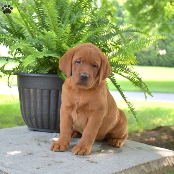 Rebel, Fox Red Labrador Retriever Puppy
