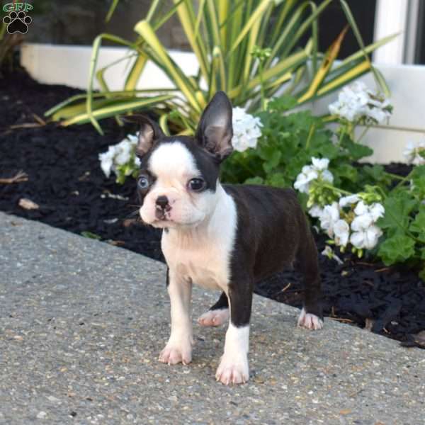 Rebel, Boston Terrier Puppy