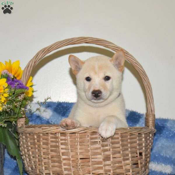 Rebel, Shiba Inu Puppy