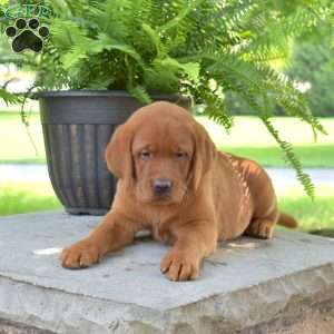 Rebel, Fox Red Labrador Retriever Puppy