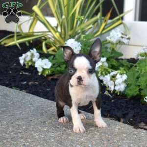 Rebel, Boston Terrier Puppy