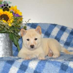 Rebel, Shiba Inu Puppy