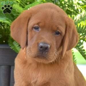 Rebel, Fox Red Labrador Retriever Puppy