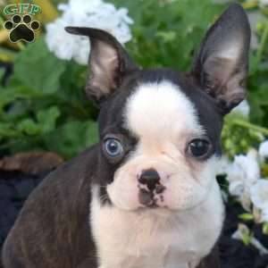 Rebel, Boston Terrier Puppy