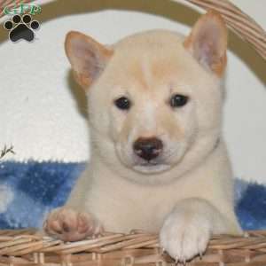 Rebel, Shiba Inu Puppy