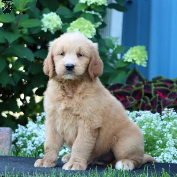 Reece, Goldendoodle Puppy