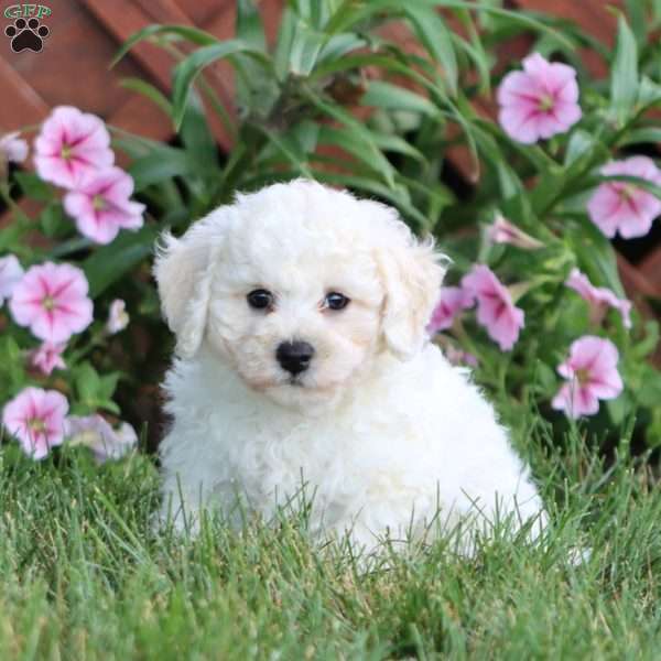 Reece, Bichon Frise Puppy