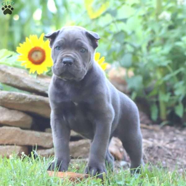 Reece, Cane Corso Puppy