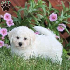 Reece, Bichon Frise Puppy
