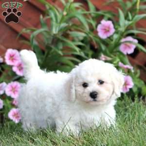 Reece, Bichon Frise Puppy
