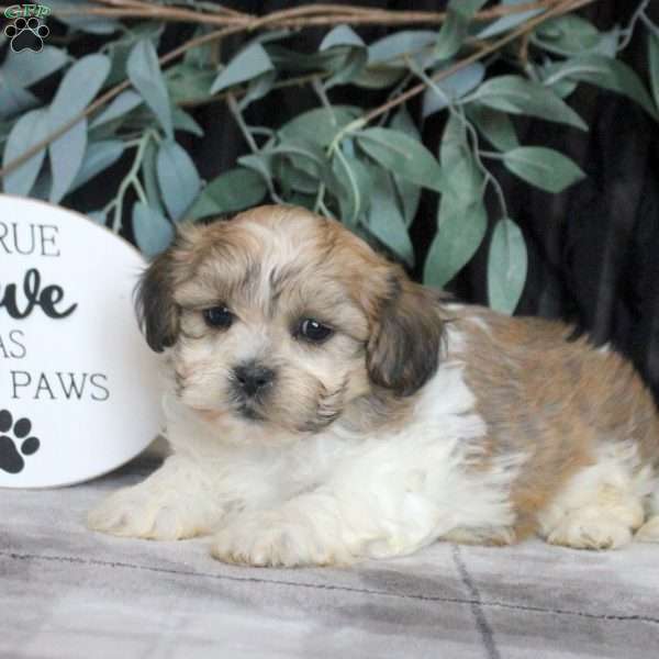 Reed, Teddy Bear Puppy