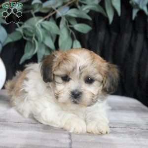 Reed, Teddy Bear Puppy
