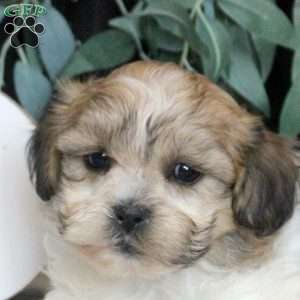 Reed, Teddy Bear Puppy