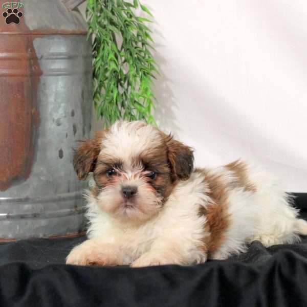 Reese, Shih Tzu Puppy