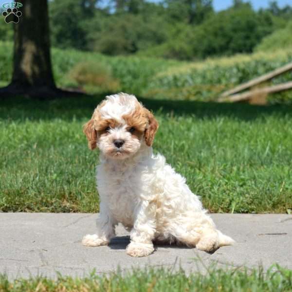 Reese, Cavapoo Puppy