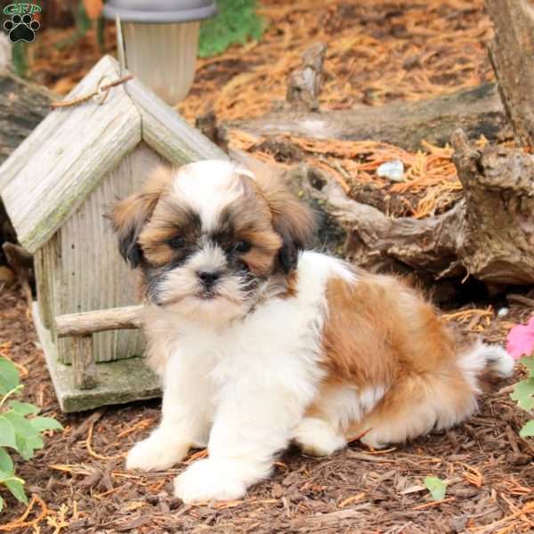 Reese, Shih Tzu Puppy