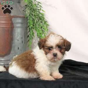 Reese, Shih Tzu Puppy