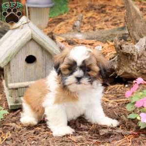 Reese, Shih Tzu Puppy
