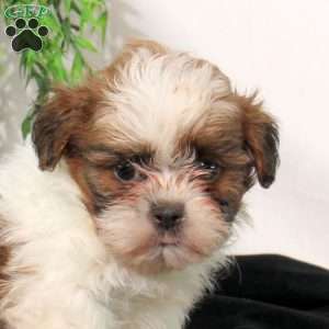 Reese, Shih Tzu Puppy