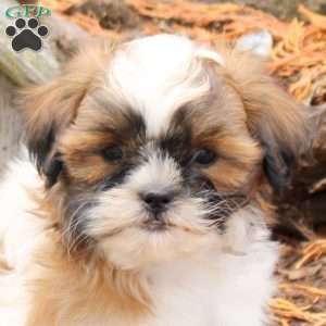 Reese, Shih Tzu Puppy