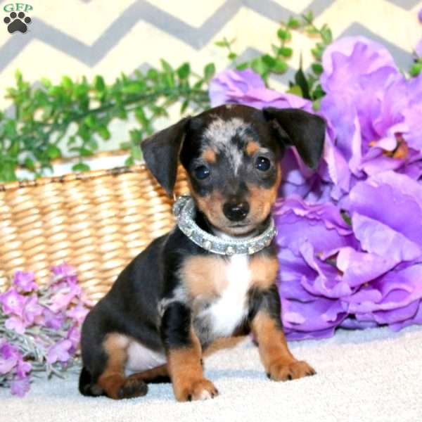 Reese, Chiweenie Puppy