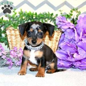 Reese, Chiweenie Puppy