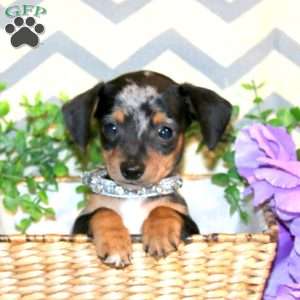 Reese, Chiweenie Puppy