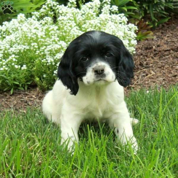Regina, Cocker Spaniel Puppy