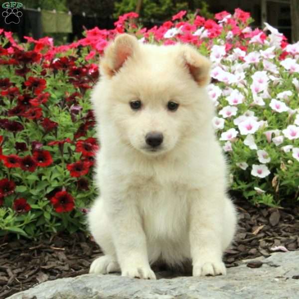 Regina, American Eskimo Mix Puppy