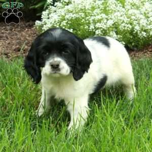 Regina, Cocker Spaniel Puppy