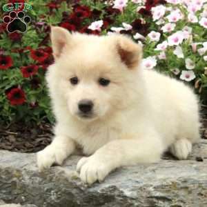 Regina, American Eskimo Mix Puppy