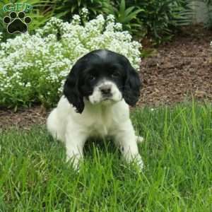 Regina, Cocker Spaniel Puppy