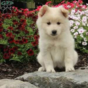 Regina, American Eskimo Mix Puppy