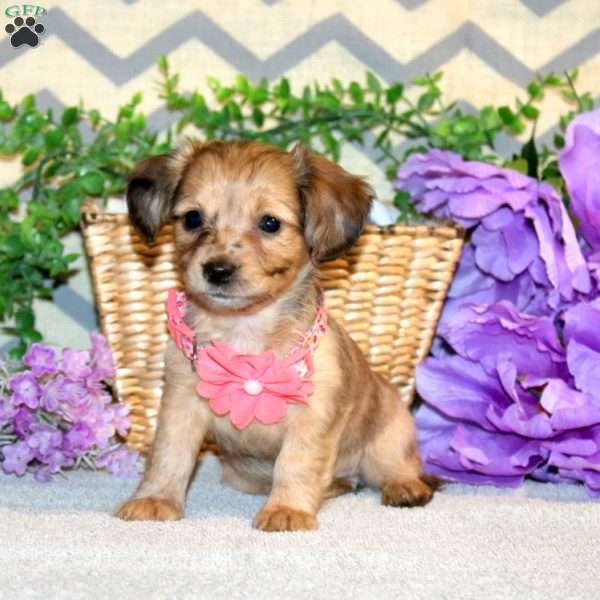 Regina, Chiweenie Puppy