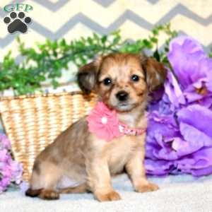 Regina, Chiweenie Puppy