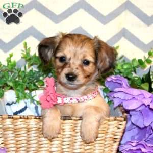 Regina, Chiweenie Puppy