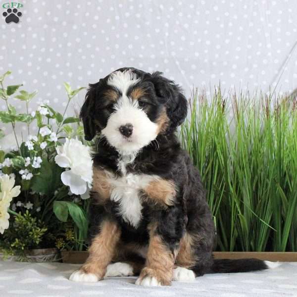 Reka, Mini Bernedoodle Puppy